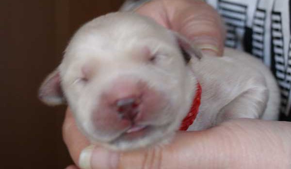 ゴールデンレトリーバー子犬販売、ゴールド、女の子（メス）、2015年10月24日生れ、千葉県ブリーダー、ID9258