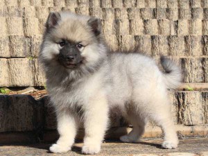 キースホンド子犬販売情報、男の子（オス）、グレー、2015年08月07日生れ、東京都ブリーダー、ID9262。左側面4