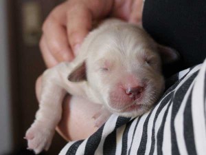 ゴールデンレトリーバー子犬販売、ゴールド、女の子（メス）、2015年10月24日生れ、千葉県ブリーダー、ID9259