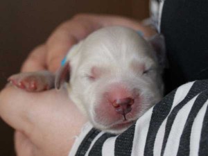 ゴールデンレトリーバー子犬販売、ゴールド、女の子（メス）、2015年10月24日生れ、千葉県ブリーダー、ID9260