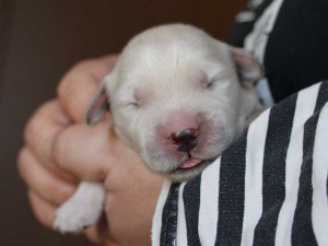 ゴールデンレトリーバー子犬販売、ゴールド、男の子（オス）、2015年10月24日生れ、千葉県ブリーダー、ID9261