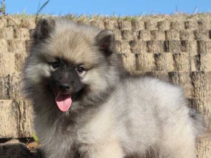 キースホンド子犬販売情報、男の子（オス）、グレー、2015年08月07日生れ、東京都ブリーダー、ID9262。左側面