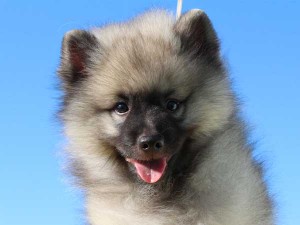 キースホンド子犬販売情報、男の子（オス）、グレー、2015年08月07日生れ、東京都ブリーダー、ID9262。お顔2