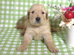 ゴールデンレトリーバー子犬販売、ゴールド、女の子（メス）、2015年10月24日生れ、千葉県ブリーダー、ID9256