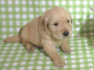 ゴールデンレトリーバー子犬販売、ゴールド、女の子（メス）、2015年10月24日生れ、千葉県ブリーダー、ID9256