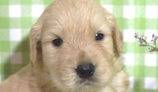 ゴールデンレトリーバー子犬販売、ゴールド、女の子（メス）、2015年10月24日生れ、千葉県ブリーダー、ID9256