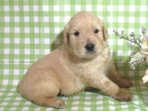 ゴールデンレトリーバー子犬販売、ゴールド、女の子（メス）、2015年10月24日生れ、千葉県ブリーダー、ID9256