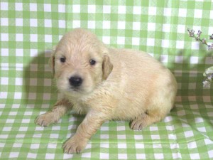ゴールデンレトリーバー子犬販売、ゴールド、女の子（メス）、2015年10月24日生れ、千葉県ブリーダー、ID9260