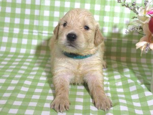 ゴールデンレトリーバー子犬販売、ゴールド、女の子（メス）、2015年10月24日生れ、千葉県ブリーダー、ID9260