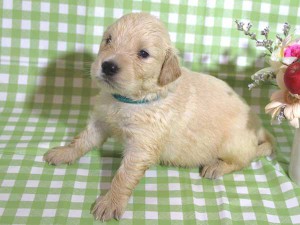 ゴールデンレトリーバー子犬販売、ゴールド、女の子（メス）、2015年10月24日生れ、千葉県ブリーダー、ID9260
