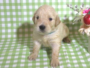 ゴールデンレトリーバー子犬販売、ゴールド、女の子（メス）、2015年10月24日生れ、千葉県ブリーダー、ID9260
