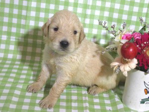 ゴールデンレトリーバー子犬販売、ゴールド、女の子（メス）、2015年10月24日生れ、千葉県ブリーダー、ID9260