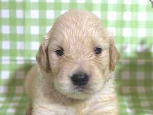 ゴールデンレトリーバー子犬販売、ゴールド、女の子（メス）、2015年10月24日生れ、千葉県ブリーダー、ID9260