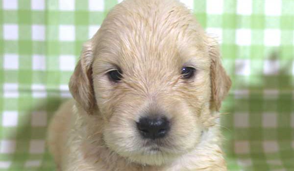 ゴールデンレトリーバー子犬販売、ゴールド、女の子（メス）、2015年10月24日生れ、千葉県ブリーダー、ID9260