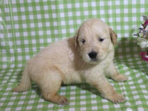 ゴールデンレトリーバー子犬販売、ゴールド、女の子（メス）、2015年10月24日生れ、千葉県ブリーダー、ID9257