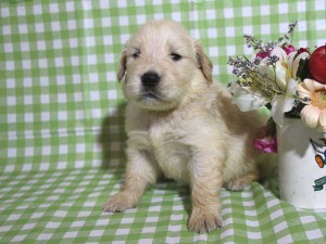 ゴールデンレトリーバー子犬販売、ゴールド、女の子（メス）、2015年10月24日生れ、千葉県ブリーダー、ID9257