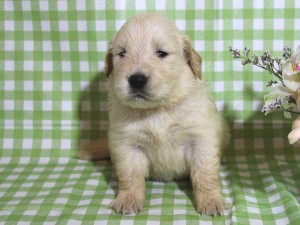 ゴールデンレトリーバー子犬販売、ゴールド、女の子（メス）、2015年10月24日生れ、千葉県ブリーダー、ID9257