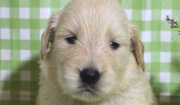 ゴールデンレトリーバー子犬販売、ゴールド、女の子（メス）、2015年10月24日生れ、千葉県ブリーダー、ID9257