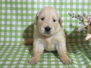 ゴールデンレトリーバー子犬販売、ゴールド、女の子（メス）、2015年10月24日生れ、千葉県ブリーダー、ID9257