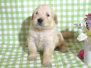 ゴールデンレトリーバー子犬販売、ゴールド、男の子（オス）、2015年10月24日生れ、千葉県ブリーダー、ID9261