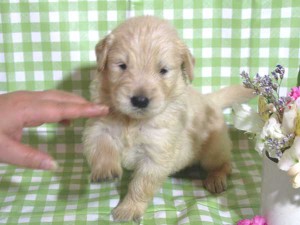 ゴールデンレトリーバー子犬販売、ゴールド、男の子（オス）、2015年10月24日生れ、千葉県ブリーダー、ID9261