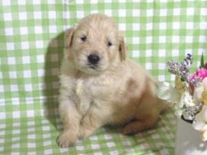 ゴールデンレトリーバー子犬販売、ゴールド、男の子（オス）、2015年10月24日生れ、千葉県ブリーダー、ID9261