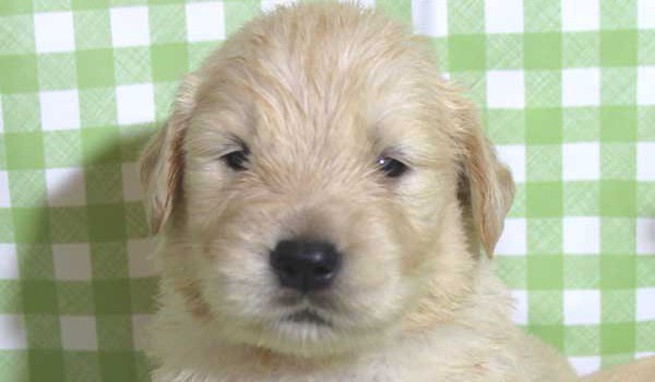 ゴールデンレトリーバー子犬販売、ゴールド、男の子（オス）、2015年10月24日生れ、千葉県ブリーダー、ID9261