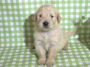 ゴールデンレトリーバー子犬販売、ゴールド、男の子（オス）、2015年10月24日生れ、千葉県ブリーダー、ID9261