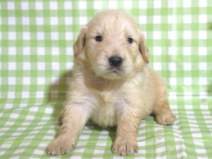 ゴールデンレトリーバー子犬販売、ゴールド、女の子（メス）、2015年10月24日生れ、千葉県ブリーダー、ID9259