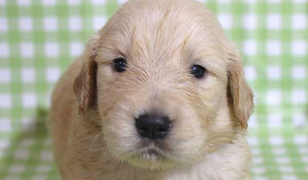 ゴールデンレトリーバー子犬販売、ゴールド、女の子（メス）、2015年10月24日生れ、千葉県ブリーダー、ID9259