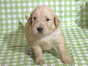 ゴールデンレトリーバー子犬販売、ゴールド、女の子（メス）、2015年10月24日生れ、千葉県ブリーダー、ID9259