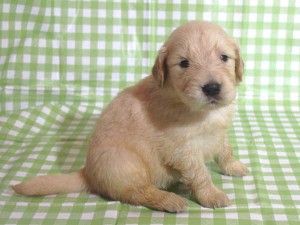 ゴールデンレトリーバー子犬販売、ゴールド、女の子（メス）、2015年10月24日生れ、千葉県ブリーダー、ID9259
