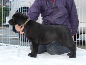 ラブラドールレトリーバー子犬販売、ブラック、女の子（メス）、2015年10月05日生れ、神奈川県ブリーダー、ID9161。左側面