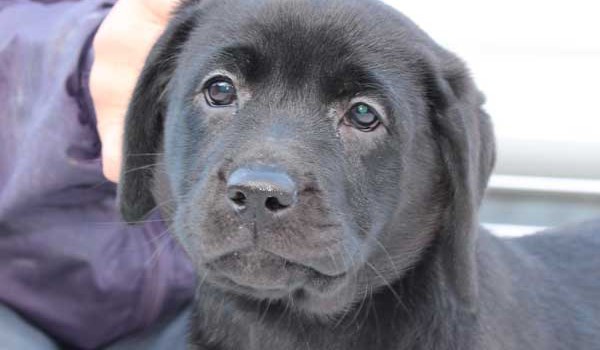 ラブラドールレトリーバー子犬販売、ブラック、女の子（メス）、2015年10月05日生れ、神奈川県ブリーダー、ID9161。お顔