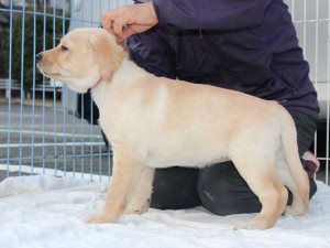 ラブラドールレトリーバー子犬販売、イエロー、女の子（メス）、2015年10月05日生れ、神奈川県ブリーダー、ID9164。左側面