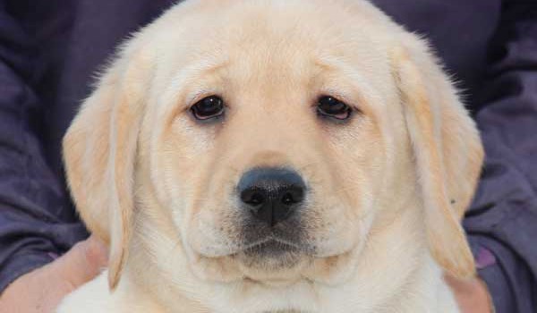 ラブラドールレトリーバー子犬販売、イエロー、女の子（メス）、2015年10月05日生れ、神奈川県ブリーダー、ID9164。お顔