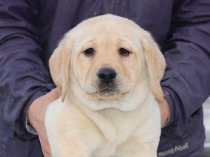 ラブラドールレトリーバー子犬販売、イエロー、女の子（メス）、2015年10月05日生れ、神奈川県ブリーダー、ID9164。お顔2