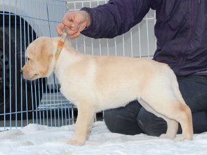 ラブラドールレトリーバー子犬販売、イエロー、女の子（メス）、2015年10月05日生れ、神奈川県ブリーダー、ID9163。左側面