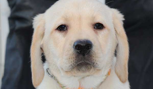 ラブラドールレトリーバー子犬販売、イエロー、女の子（メス）、2015年10月05日生れ、神奈川県ブリーダー、ID9163。お顔