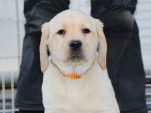 ラブラドールレトリーバー子犬販売、イエロー、女の子（メス）、2015年10月05日生れ、神奈川県ブリーダー、ID9163。お顔2