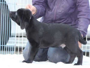 ラブラドールレトリーバー子犬販売、ブラック、男の子（オス）、2015年10月05日生れ、神奈川県ブリーダー、ID9158。左側面。