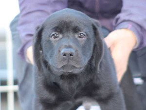ラブラドールレトリーバー子犬販売、ブラック、男の子（オス）、2015年10月05日生れ、神奈川県ブリーダー、ID9158。正面。