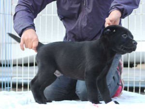 ラブラドールレトリーバー子犬販売、ブラック、男の子（オス）、2015年10月05日生れ、神奈川県ブリーダー、ID9159。右側面