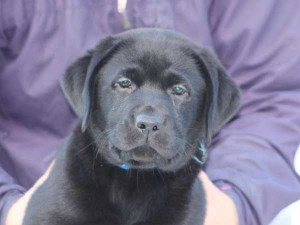 ラブラドールレトリーバー子犬販売、ブラック、男の子（オス）、2015年10月05日生れ、神奈川県ブリーダー、ID9159（お顔2）