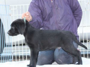 ラブラドールレトリーバー子犬販売、ブラック、男の子（オス）、2015年10月05日生れ、神奈川県ブリーダー、ID9160。左側面2