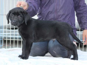 ラブラドールレトリーバー子犬販売、ブラック、男の子（オス）、2015年10月05日生れ、神奈川県ブリーダー、ID9160。左側面