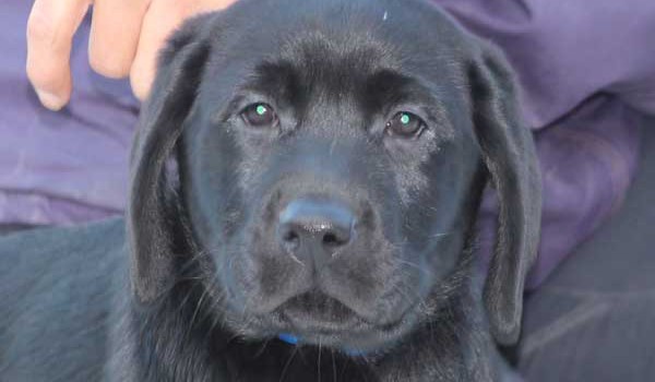 ラブラドールレトリーバー子犬販売、ブラック、男の子（オス）、2015年10月05日生れ、神奈川県ブリーダー、ID9160。お顔