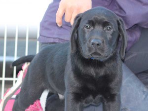 ラブラドールレトリーバー子犬販売、ブラック、男の子（オス）、2015年10月05日生れ、神奈川県ブリーダー、ID9160。正面
