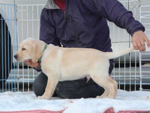 ラブラドールレトリーバー子犬販売、イエロー、男の子（オス）、2015年10月05日生れ、神奈川県ブリーダー、ID9162。左側面