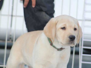 ラブラドールレトリーバー子犬販売、イエロー、男の子（オス）、2015年10月05日生れ、神奈川県ブリーダー、ID9162。右側面